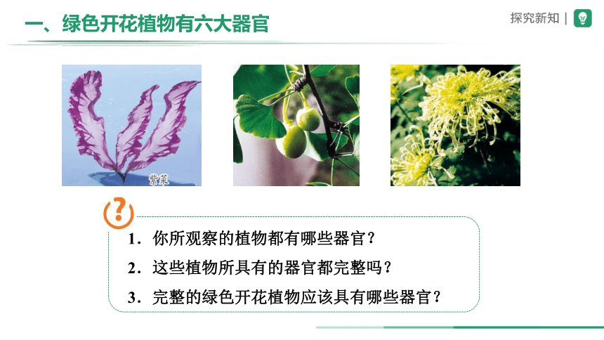 2.2.3 植物体的结构层次（教学课件）-+2023-2024学年七年级生物上册精品课件(共23张PPT)