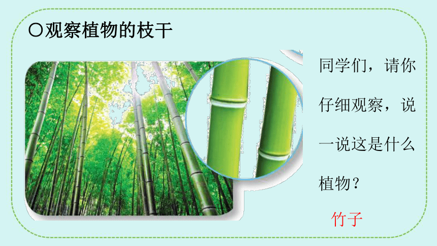 青岛版（六三制2017秋）一年级下册科学课件   3.11看茎认植物 课件(共17张PPT)