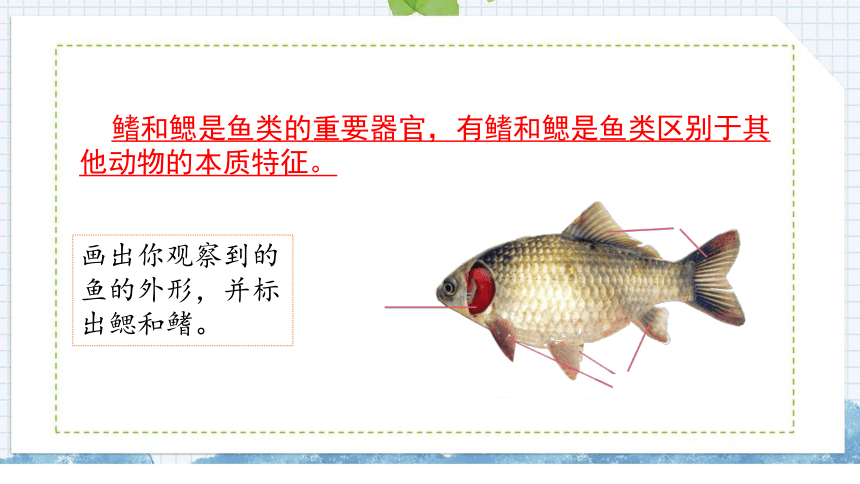 苏教版（2017秋） 四年级上册1.2鱼类课件(含练习)（27张PPT)