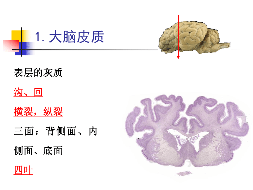 11.神经系统-5  课件(共47张PPT) - 《畜禽解剖生理学》同步教学（高教版）