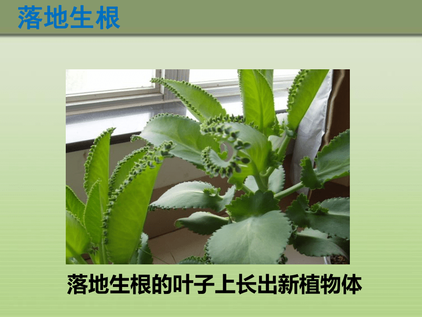 冀教版八年级下册生物 6.1.1被子植物的生殖--二、无性生殖课件(共37张PPT)
