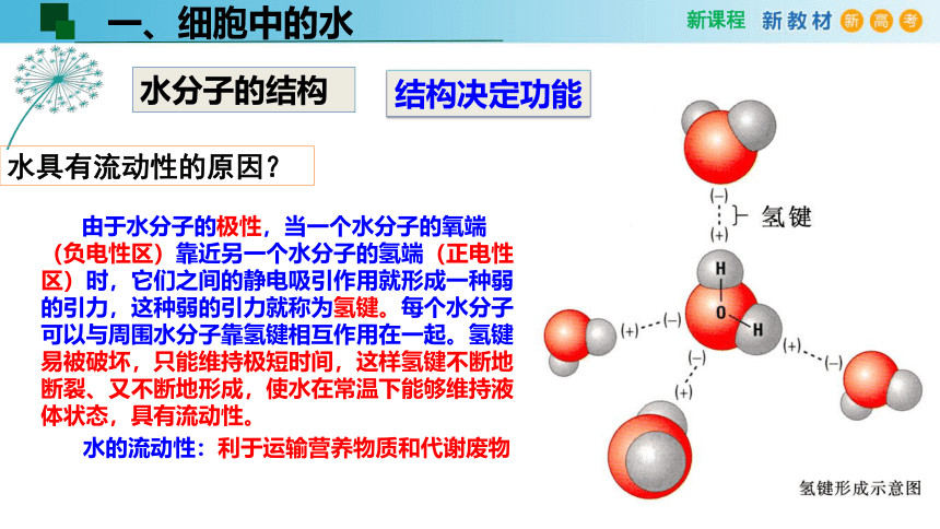 2.2细胞中的无机物(课件共24张PPT)