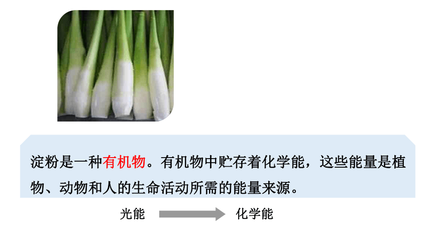 人教版生物七年级上册 3.4  绿色植物是生物圈中有机物的制造者课件(共25张PPT)