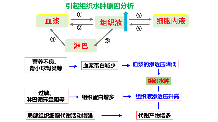 1.2内环境的稳态保障正常生命活动课件2022-2023学年高二上学期生物浙科版选择性必修1