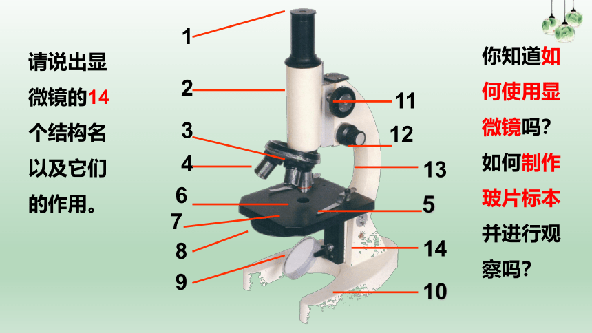 2021-2022学年苏教版生物七年级上册1.2.1.2显微镜的使用课件(共35张PPT)