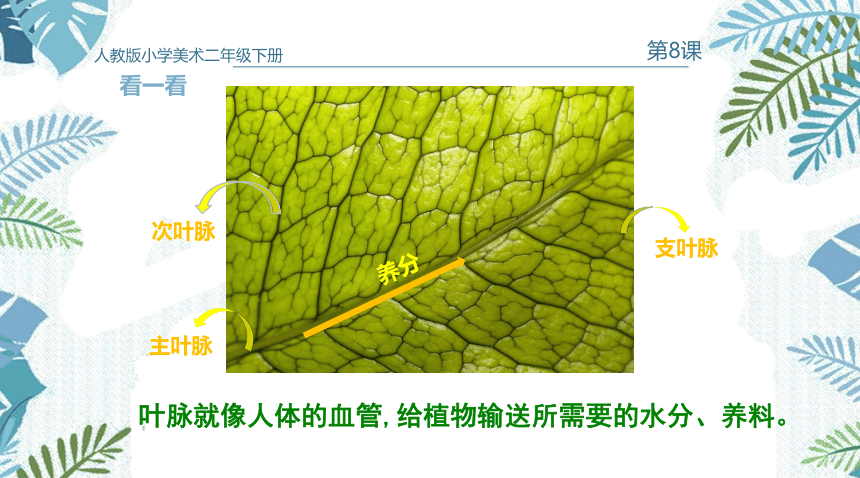 人教版 二年级下册 美术 第8课 叶子上的“小血管”  课件（共8张PPT，内嵌视频素材）