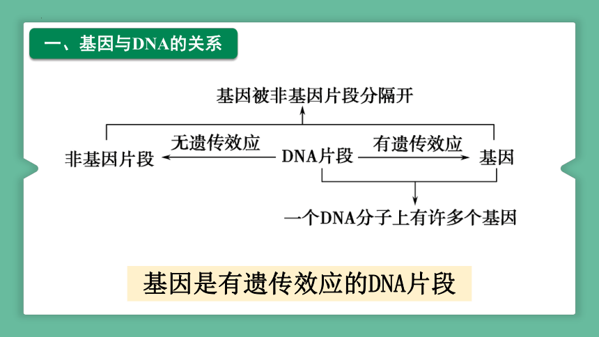 生物人教版(2019)必修2 3.4基因通常是有遗传效应的DNA片段（共25张ppt）