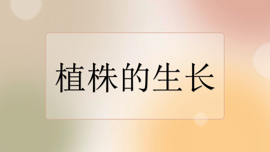 2021—2022学年人教版生物七年级上册3.2.2植株的生长 课件(共18张PPT)