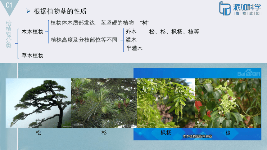 教科版（2001）六上3.多种多样的植物（课件33张ppt）
