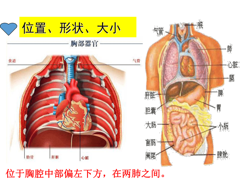 济南版七年级下册生物 3.2物质运输的器官 课件（20张PPT）