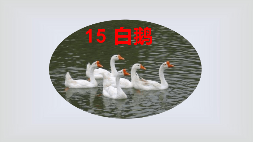 15 白鹅   课件 (共23张PPT)