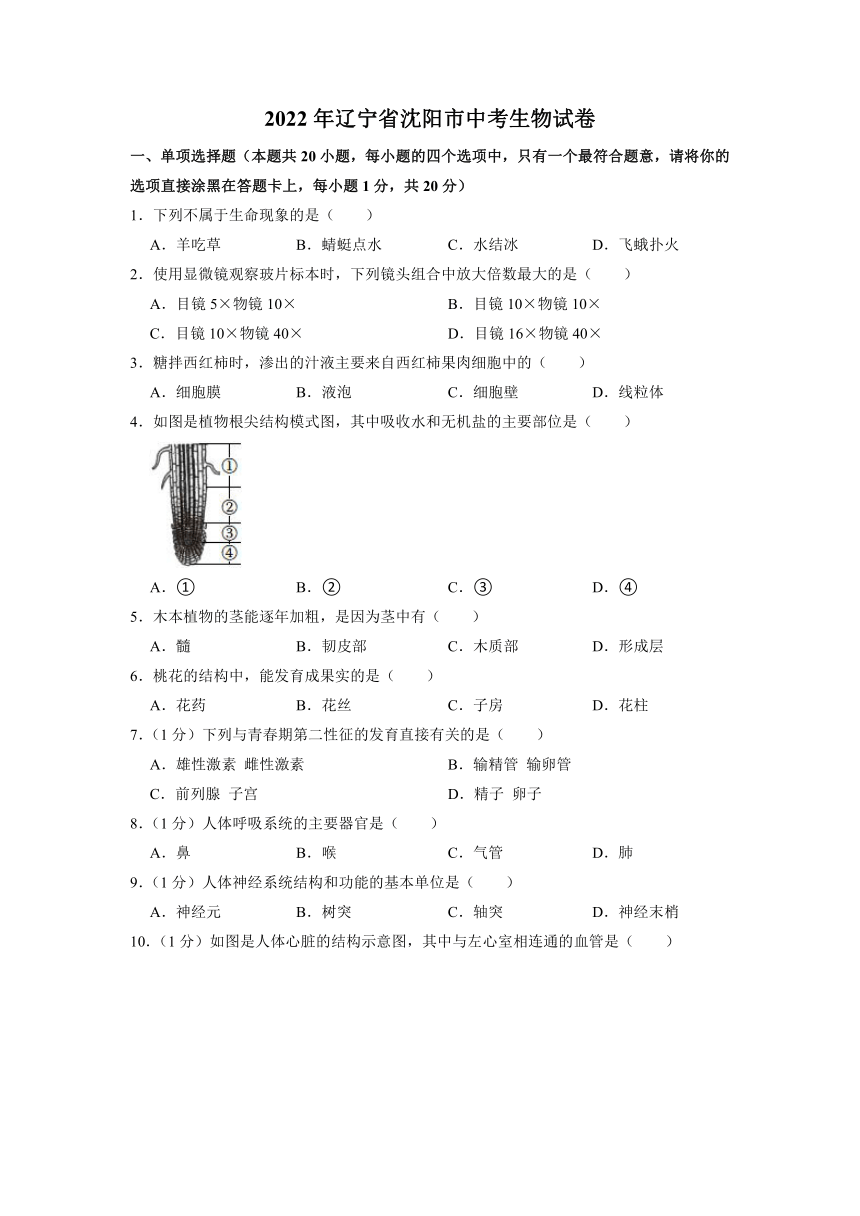 2022年辽宁省沈阳市中考生物试卷（word版，含解析）