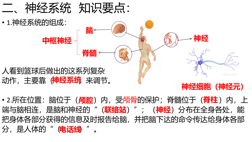 青岛版（五四制2017秋） 五年级下册第二单元脑和心复习（课件）(共10张PPT)