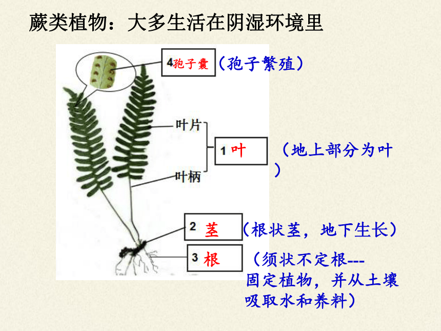 苏科版生物七年级下册 第11章 第1节 地面上的植物课件(共27张PPT)