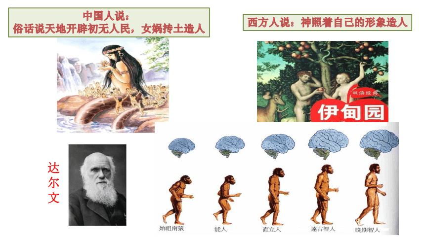 第1课 中国境内早期人类的代表—北京人 课件（20张PPT）