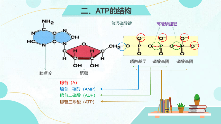 生物人教版（2019）必修1 5.2细胞的能量“通货”ATP“（共18张ppt）