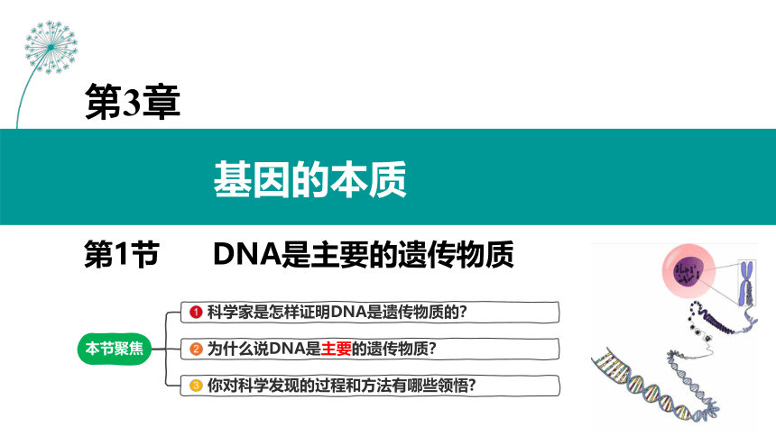 3.1DNA是主要的遗传物质课件(共44张PPT)-人教版（2019）必修2