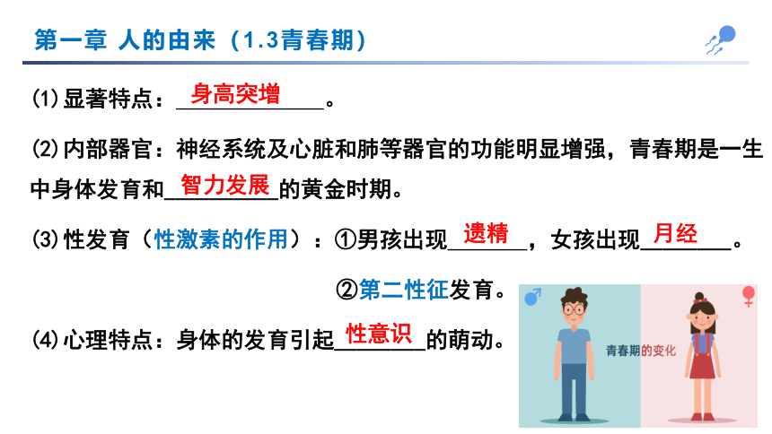 人教版第四单元第1-3章复习  七下生物(共26张PPT)