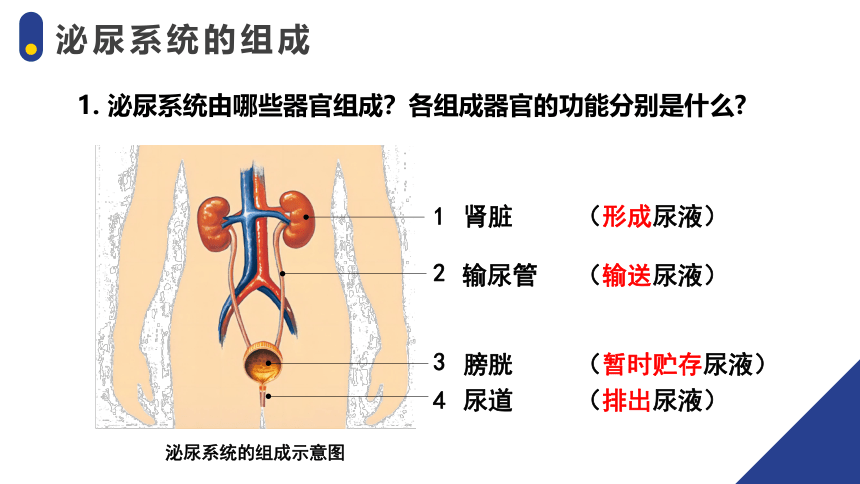 4.5人体内废物的排出 -2023-2024学年七年级生物下册精品课件（人教版）(共26张PPT)