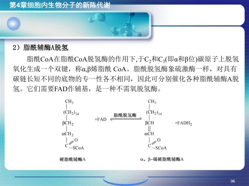 4.细胞内生物分子的新陈代谢_3 课件(共14张PPT）- 《环境生物化学》同步教学（机工版·2020）