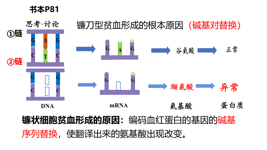 生物人教版（2019）必修2 5.1基因突变和基因重组（共29张ppt）