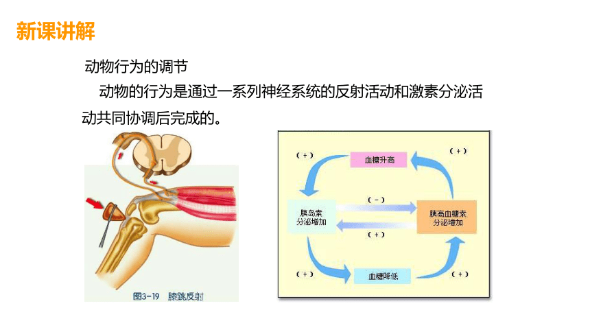 3.4动物的行为(课件 38张PPT)