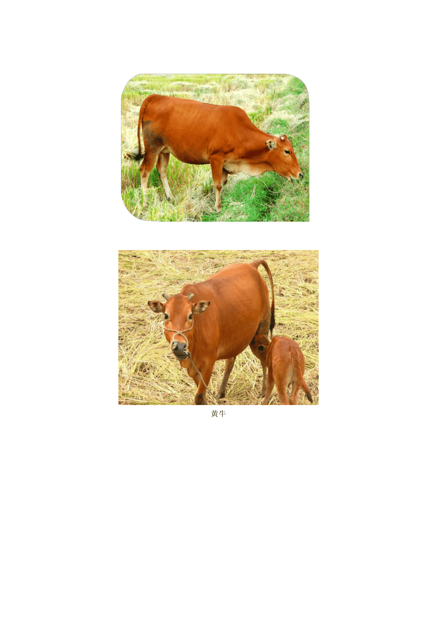 浙美版 一年级下册美术教案-第17课大牛和小牛