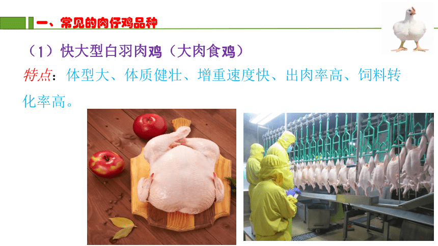 5.1肉仔鸡饲养管理 课件(共31张PPT)《猪鸡生产》同步教学（中国农业出版社）