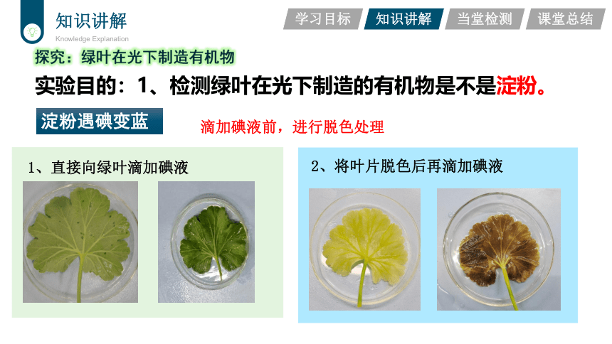 3.3.4  绿色植物是生物圈中有机物的制造者  课件-2023-2024学年人教版生物七年级上册(共22张PPT)