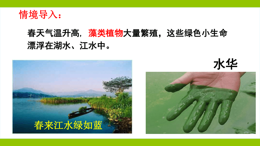 10.2 水中的藻类植物课件（共44张PPT）七年级生物下册（苏科版）