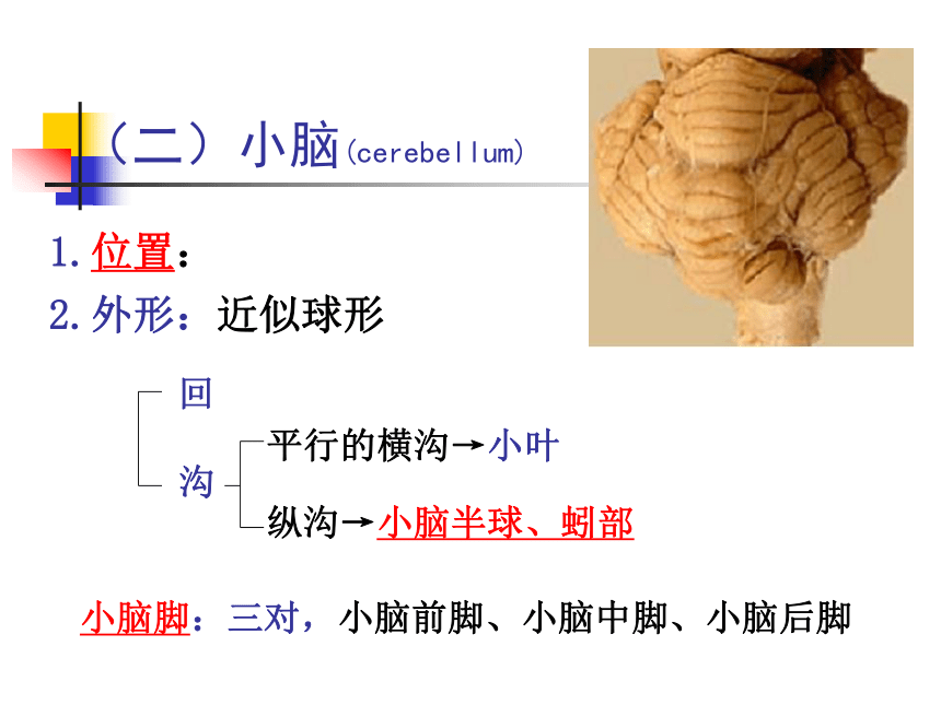 11 神经系统-4 课件(共80张PPT)- 《畜禽解剖生理学》同步教学（高教版）