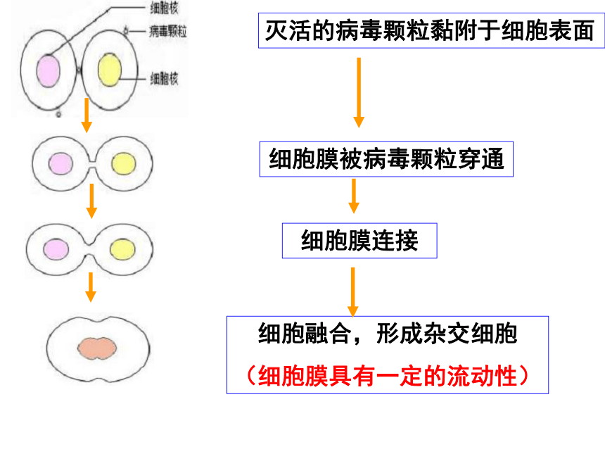 &2.2.2动物细胞的融合与单克隆抗体课件（共69张PPT）