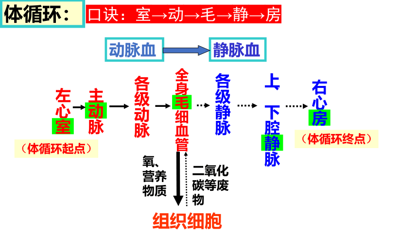 2021-2022学年人教版七年级生物下册4.4.3输送血液的泵--心脏（第二课时）课件(共19张PPT)