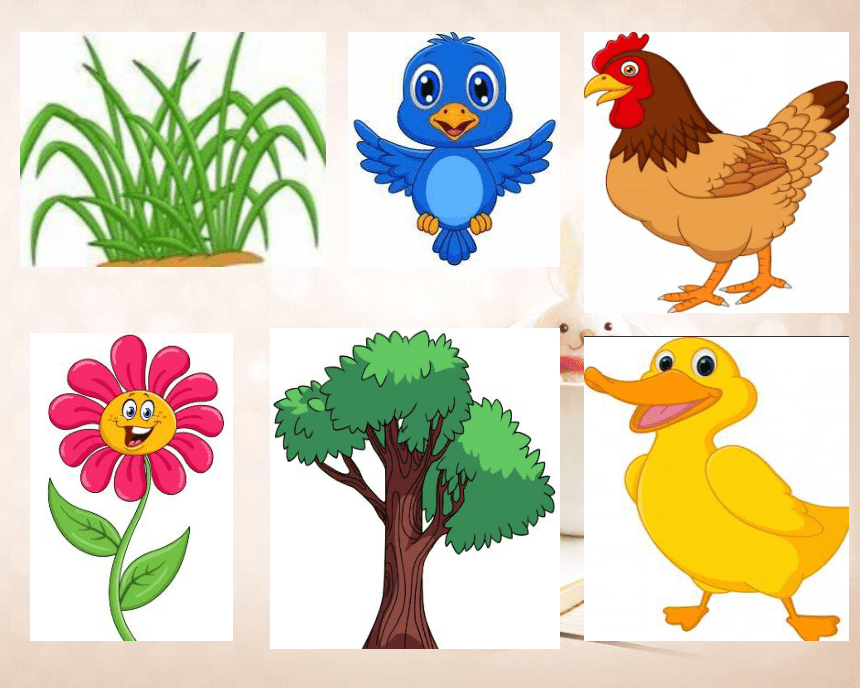 Unit 2 Welcome to our farm. Lesson 2 课件 （共17张PPT）