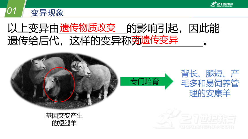 5.2 生物的变异（课件 28张PPT）