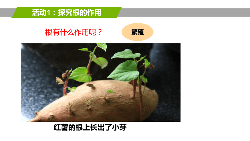 3.4.2绿色植物的生长需要水和无机盐（第2课时）课件(共24张PPT) 2022-2023学年苏科版生物七年级上册