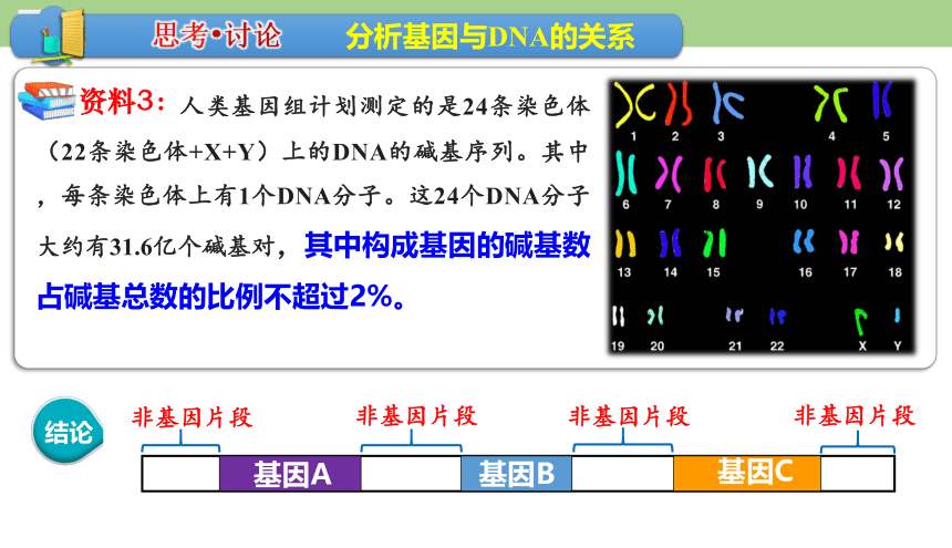 3.4基因通常是有遗传效应的DNA片段课件（共25页ppt）-人教版必修2