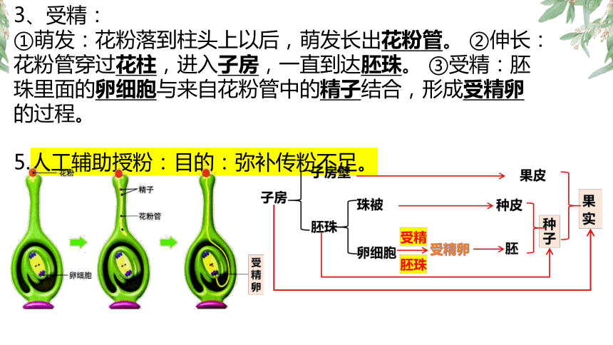 生物人教版七年级上册复习课件（三）(共32张PPT)（全册共3节复习课件）