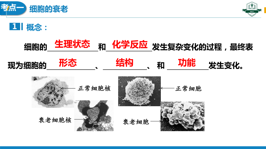 6.3细胞的衰老和死亡(1课时）(课件共23张PPT)