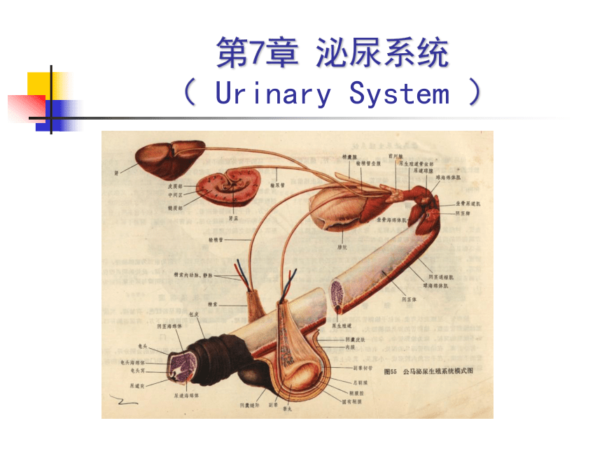 7.泌尿系统  课件(共55张PPT) - 《畜禽解剖生理学》同步教学（高教版）