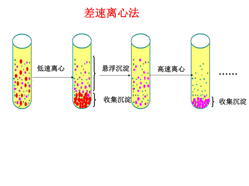 人教版生物高中必修一3.2-细胞器——系统内的分工合作(58张PPT)