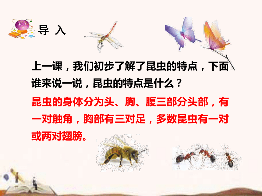 苏教版（2017秋）四年级下册科学3.10.养昆虫  (课件25ppt)