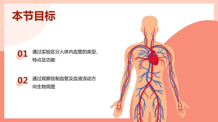 第二节 血流的管道──血管 课件（21张PPT）