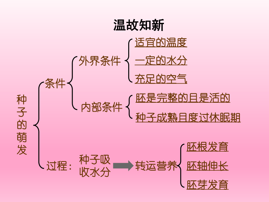 人教版七年级生物上册 3.2.2植株的生长课件(共38张PPT)