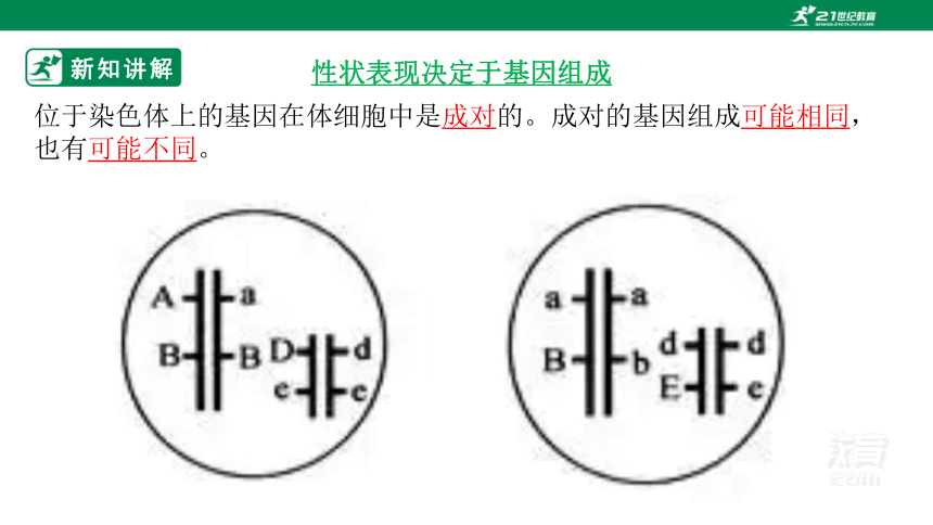 6.20.3 性状遗传有一定的规律性-2022-2023学年八年级生物上册同步课件25页（北师大版）