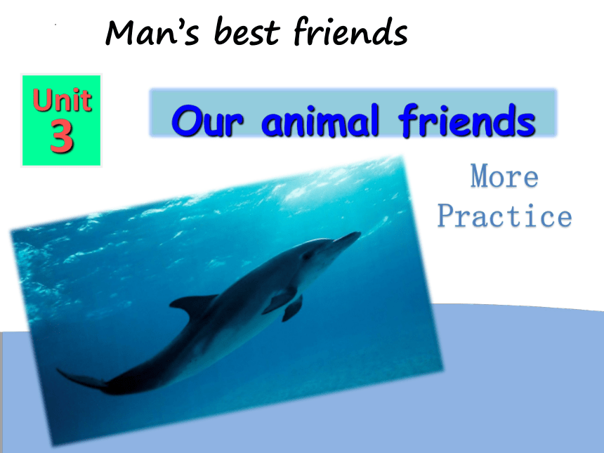 Module 2 Unit 3 Man’s best friends Our animal friends More Practice课件 (共16张PPT)