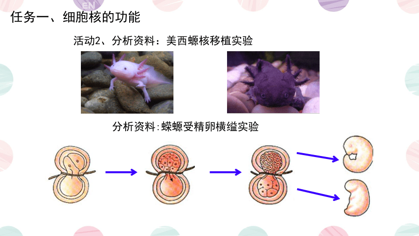 3.3细胞核的结构和功能课件(共30张PPT2个视频)-人教版必修1