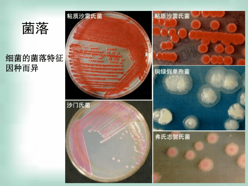 浙科版选修1生物高中实验1+大肠杆菌的培养和分离(31张PPT)