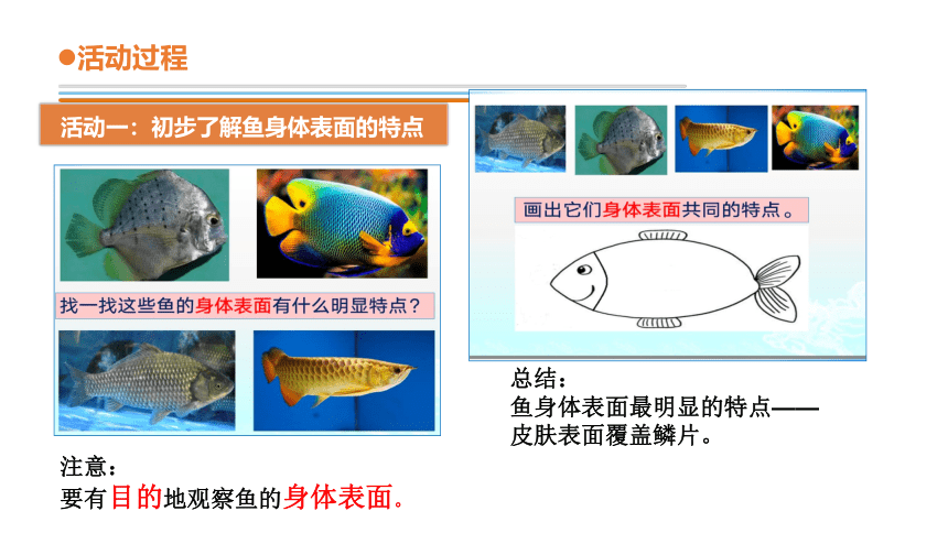 青岛版《科学》二年级下册第四单元《动物与环境》 11 动物的皮肤教学课件(共21张PPT)