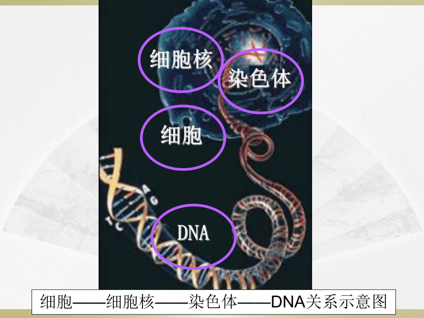 人教版八年级生物下册7.2.2基因在亲子代间的传递 课件（23张ppt）